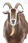 Susan the Goat Art Print