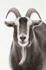 Susan the Goat BW Art Print