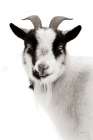 Pippa the Goat II BW Minimalist Print