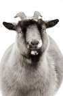 Sally the Goat Minimalist Print
