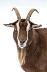 Billy the Goat Art Print