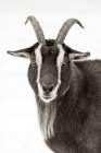Billy the Goat BW Art Print