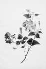 Botanical I Art Print