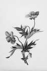 Botanical II Art Print