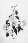Botanical III Art Print