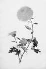 Botanical IV Art Print