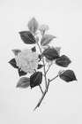 Botanical V Art Print