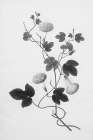 Botanical VI Art Print