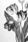 Illustrated Tulip Art Print