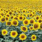 Le Loire Sunflower Field Art Print
