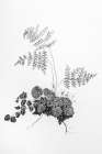 Fern Noir I Botanical Print