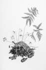 Fern Noir II Botanical Print