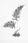 Fern Noir III Botanical Print