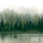 Misty Forest Evergreen Art Print