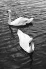 Two Swans Art Print