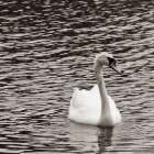 Single Swan Minimalist Print