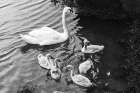 Swans on the Lake Art Print