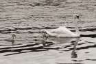 Swan Family Sepia Art Print