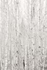 Silver Birch Art Print