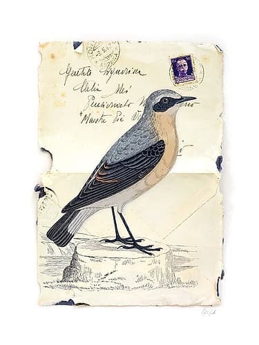 Wheatear Art Print