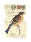 Mountain Finch Art Print