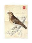Wood Lark Art Print