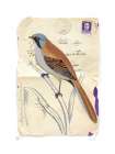 Bearded Tit Art Print