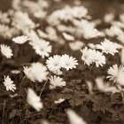 Wild Daisies Art Print