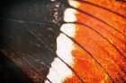 Butterly Effect II Art Print