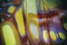 Butterly Effect XII Art Print