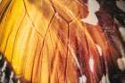 Butterly Effect IV Abstract Art Print