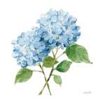 Blue Hydrangea I Art Print