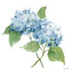 Blue Hydrangea II Art Print