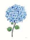 Nantucket Blue Hydrangea I Art Print