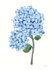 Nantucket Blue Hydrangea II Art Print