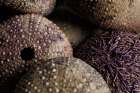 Purple Sea Urchins Art Print