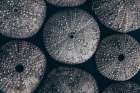 Lost Coast Sea Urchins I Coastal Print
