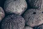 Lost Coast Sea Urchins III Art Print