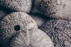 Lost Coast Sea Urchins V Art Print