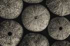 Lost Coast Sea Urchins Sepia I Art Print