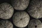 Lost Coast Sea Urchins Sepia II Art Print