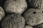 Lost Coast Sea Urchins Sepia III Art Print