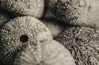 Lost Coast Sea Urchins Sepia V Art Print