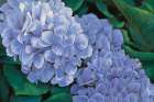 Periwinkle Hydrangea Art Print