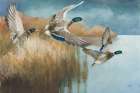Wild Wings Art Print