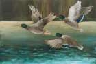 Mallard Flight Art Print