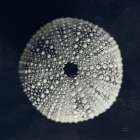 Urchin Stillife II Art Print