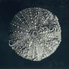 Urchin Still Life II Art Print