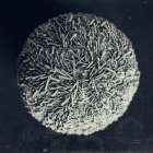 Urchin Still Life IV Coastal Print
