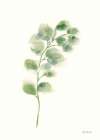 Eucalyptus I Art Print